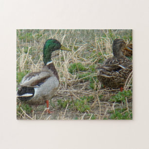B12 Mallard Ducks Jigsaw Puzzle