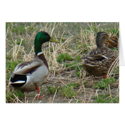 B12 Mallard Ducks Pair Cards (Front Horizontal)