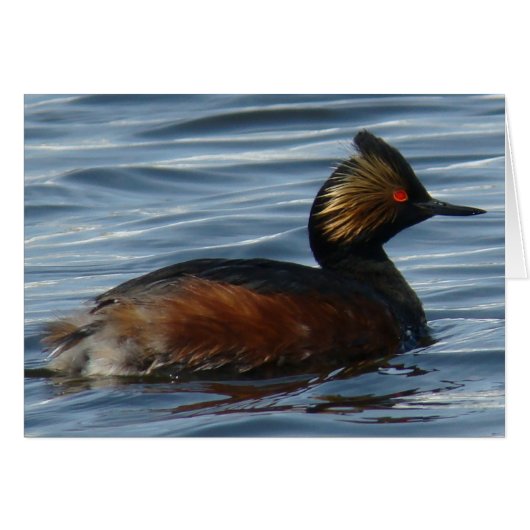 B13 Eared Grebe Cards (Front Horizontal)