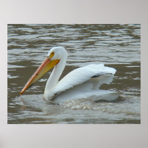 B14 White Pelican on Muddy River Poster