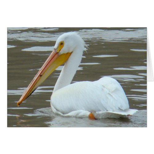 B15 White Pelican on Muddy Water