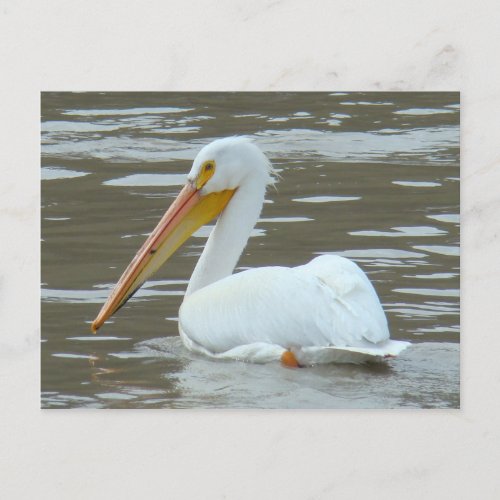 B15 White Pelican on Muddy Water Postcard