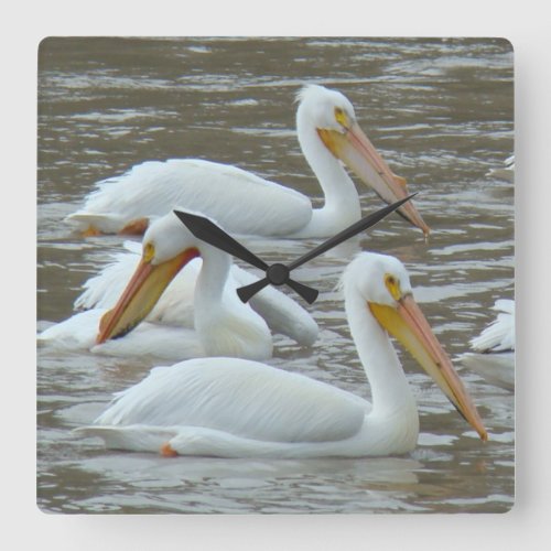 B16 White Pelicans on Muddy River Square Wall Clock