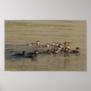 B17 Merganser Hen and Ducklings Poster