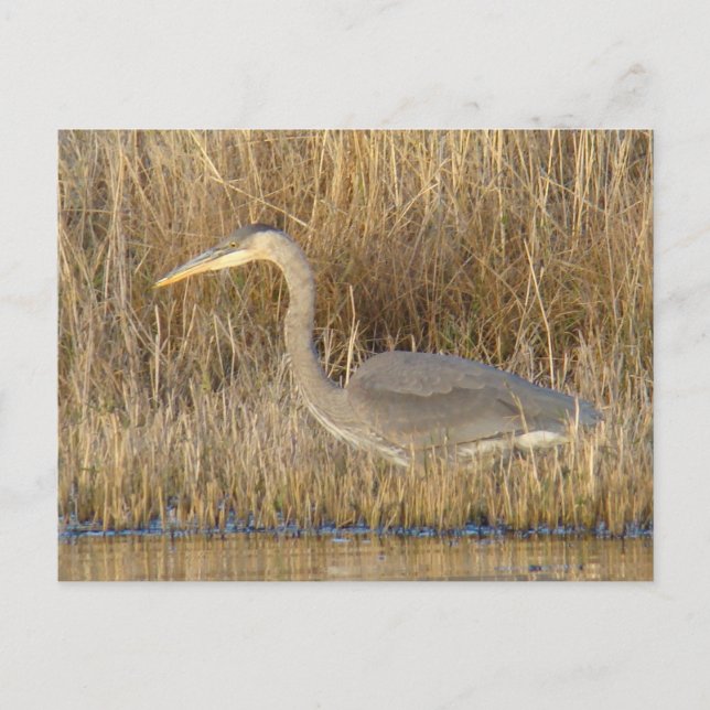 B19 Juvenile Blue Heron Postcard (Front)