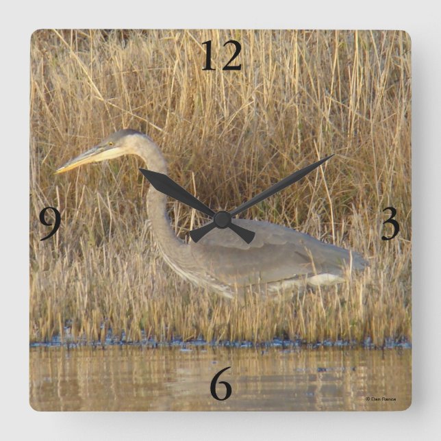 B19 Juvenile Great Blue Heron Square Wall Clock (Front)