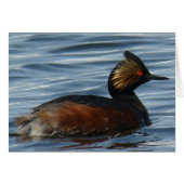 B1 Eared Grebe (Front Horizontal)