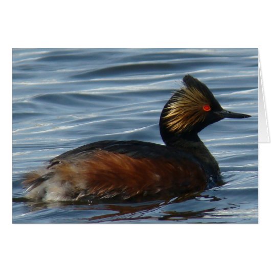 B1 Eared Grebe Cards (Front Horizontal)
