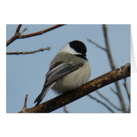 B21 Black Capped Chickadee Cards (Front Horizontal)