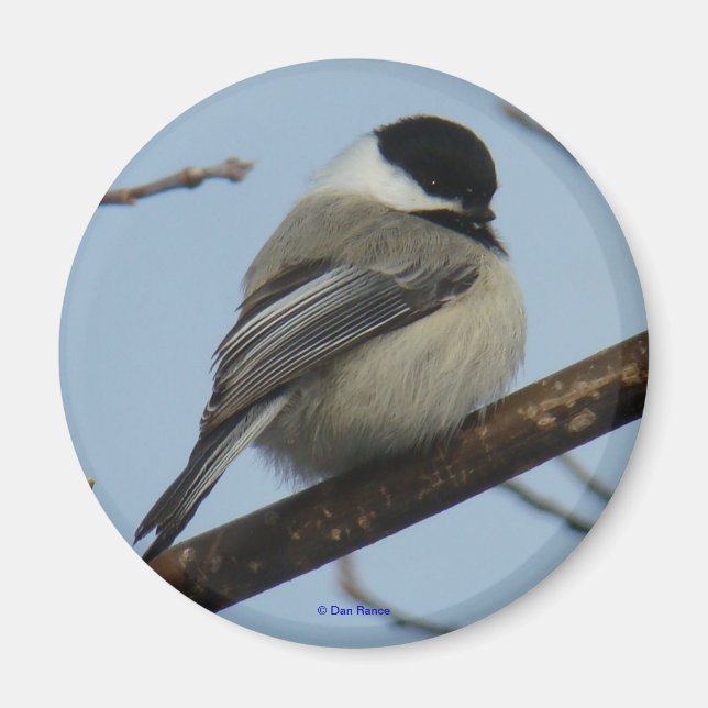 B21 Black Capped Chickadee Magnet (Front)