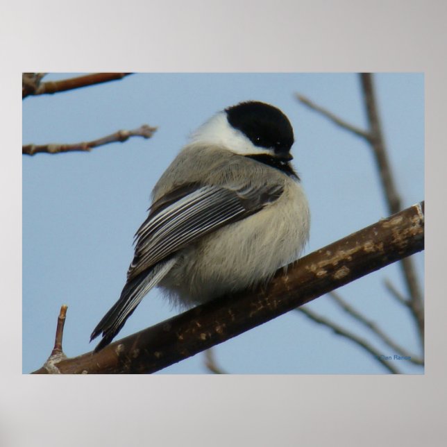 B21 Black Capped Chickadee Poster (Front)