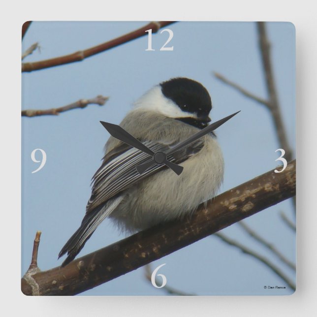 B21 Black Capped Chickadee Square Wall Clock (Front)