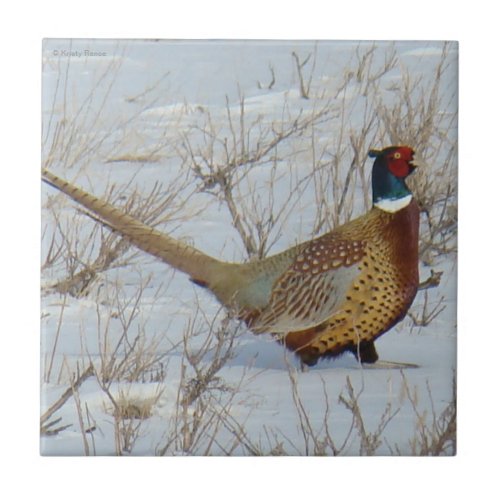 B22 Ring_necked Pheasant in Snow Ceramic Tile
