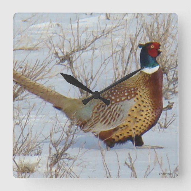 B22 Ring-necked Pheasant in Snow Square Wall Clock (Front)