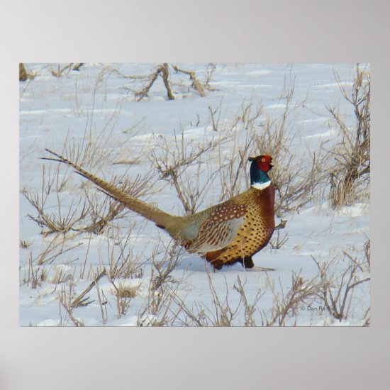 B22 Ring-Necked Pheasant Poster