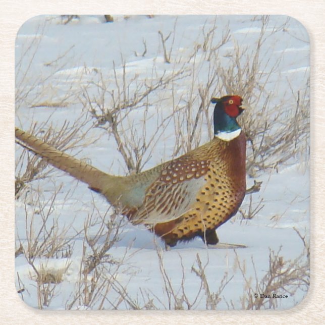 B22 Ring-necked Pheasant Square Paper Coaster (Front)