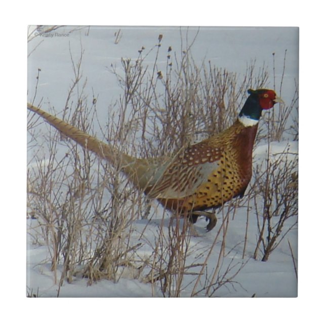 B23 Ring-necked Pheasant in Snow Ceramic Tile (Front)