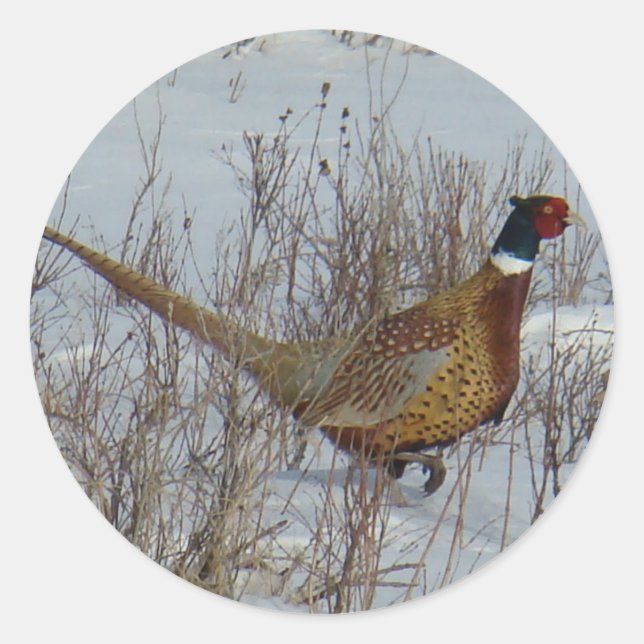B23 Ring-necked Pheasant in Snow Classic Round Sticker (Front)