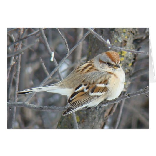 B24 Common Sparrow Cards (Front Horizontal)