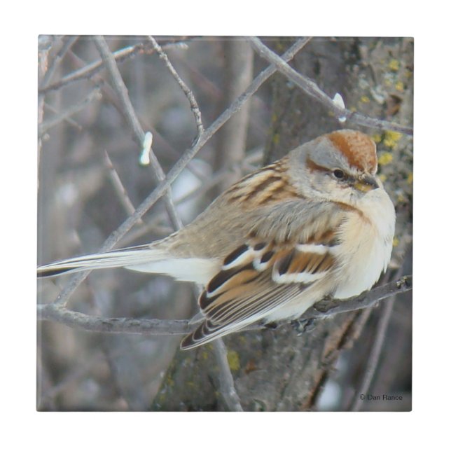 B24 Common Sparrow Ceramic Tile (Front)