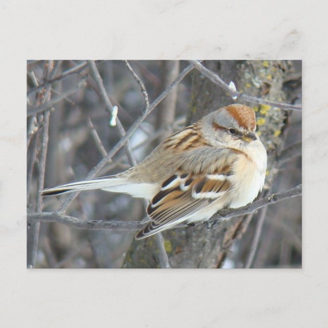 B24 Common Sparrow Postcard (Front)