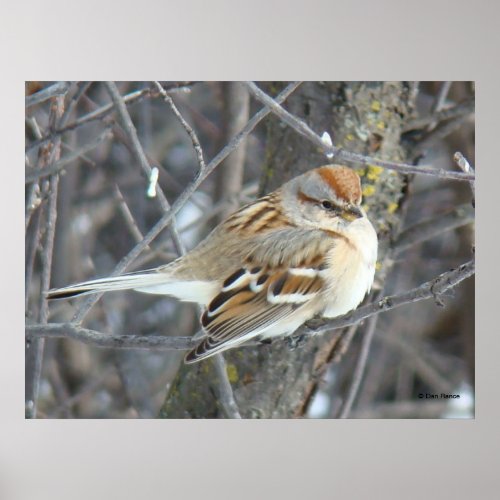 B24 Common Sparrow Poster