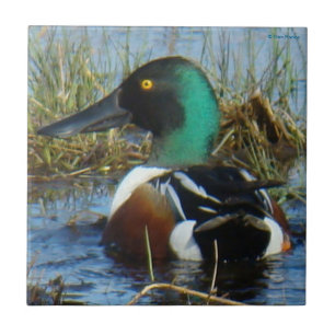 B25 Northern Shoveler Drake Tile