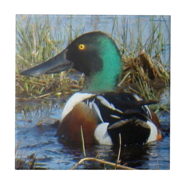 B25 Northern Shoveler Drake Tile (Front)