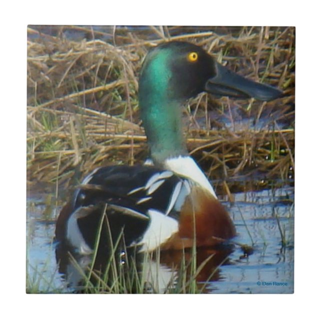 B26 Northern Shoveler Drake Ceramic Tile (Front)