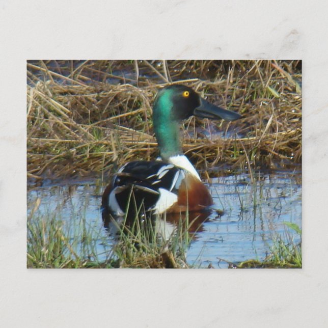 B26 Northern Shoveler Drake Postcard (Front)