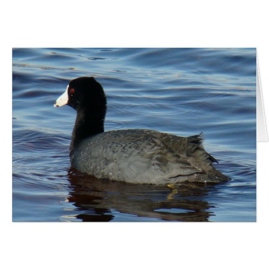 B27 Common Coot (Front Horizontal)