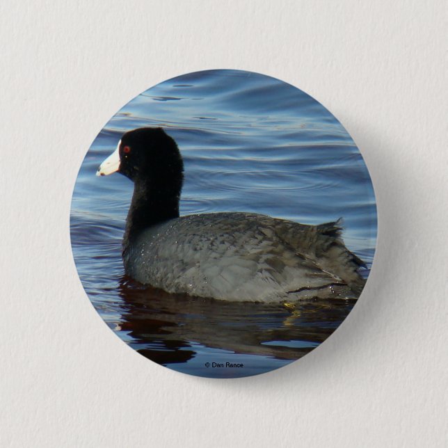 B27 Common Coot Pinback Button (Front)