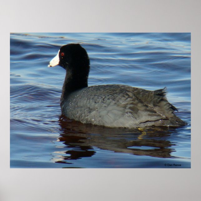 B27 Common Coot Poster (Front)