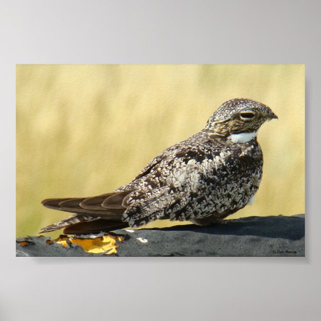 B29 Common Nighthawk Poster (Front)