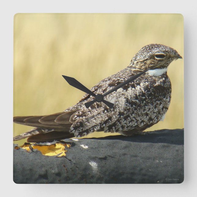 B29 Common Nighthawk Square Wall Clock (Front)