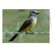 B31 Western Kingbird (Front Horizontal)