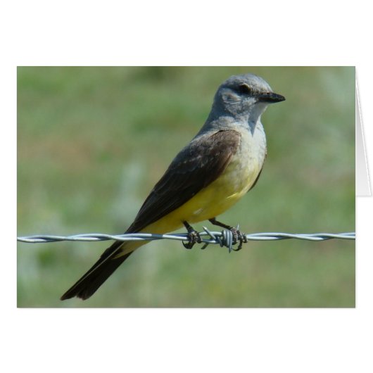 B31 Western Kingbird Cards (Front Horizontal)