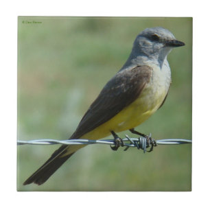 B31 Western Kingbird Ceramic Tile