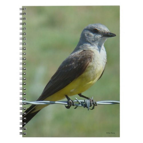 B31 Western Kingbird Notebook