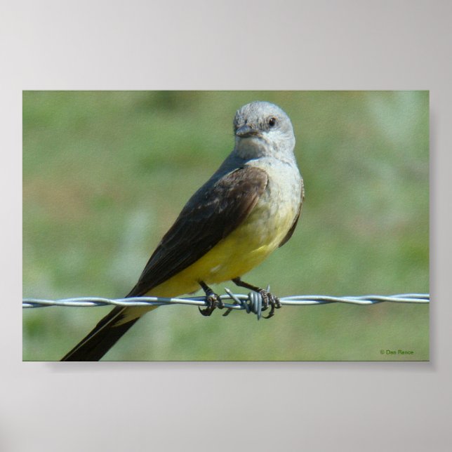 B32 Western Kingbird Poster (Front)