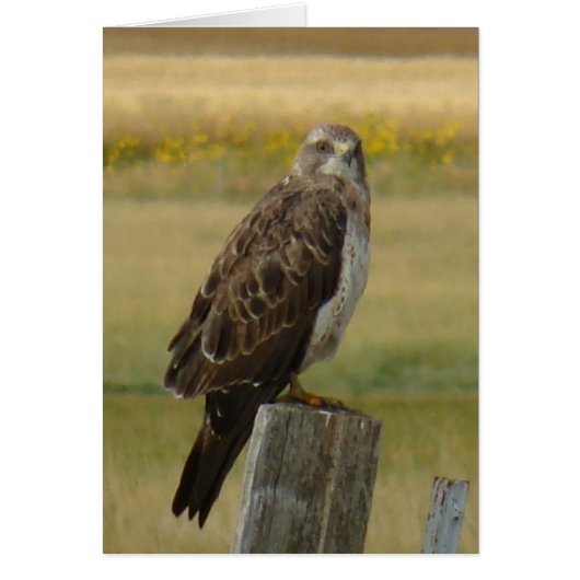 B33 Swainson's Hawk (Front)