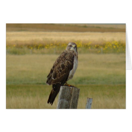 B33 Swainson's Hawk Cards (Front Horizontal)