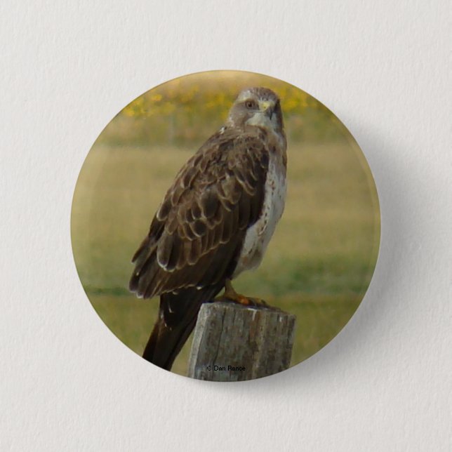 B33 Swainson's Hawk Pinback Button (Front)