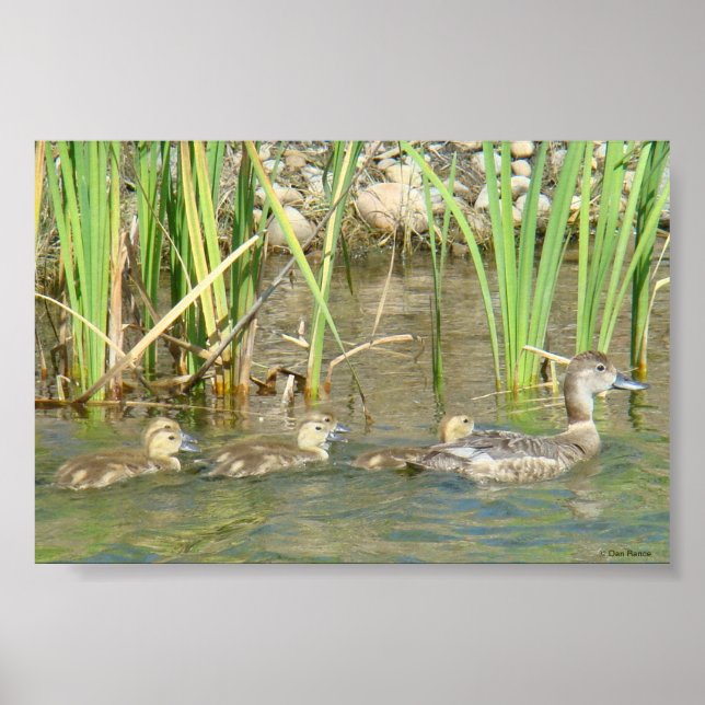 B34 Mother Duck and Ducklings Poster (Front)
