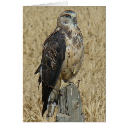B35 Ferruginous Hawk Cards (Front)