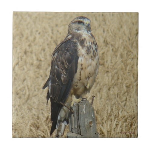 B35 Ferruginous Hawk in Wheat Field Ceramic Tile