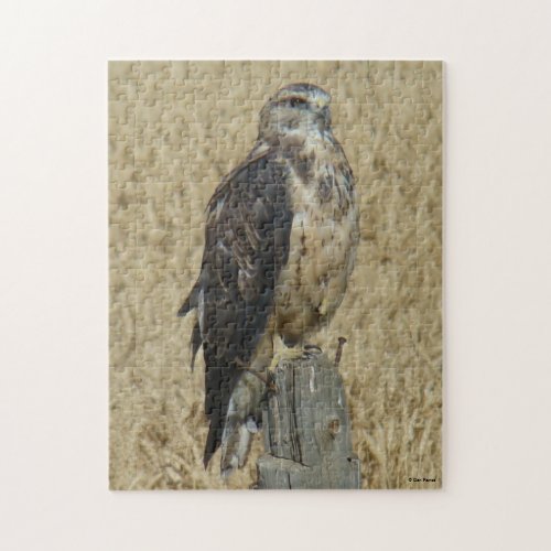 B35 Ferruginous Hawk in Wheat Field Jigsaw Puzzle