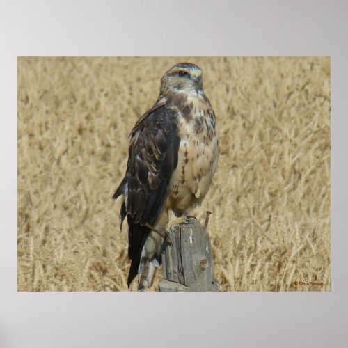 B35 Ferruginous Hawk in Wheat Field Poster
