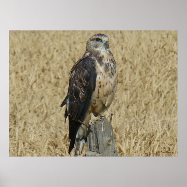 B35 Ferruginous Hawk in Wheat Field Poster (Front)