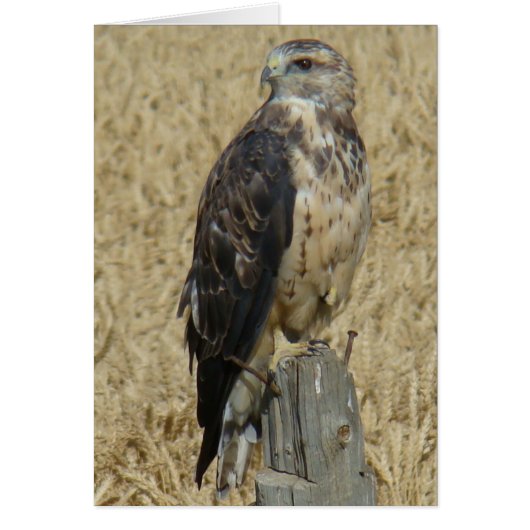 B36 Ferruginous Hawk Cards (Front)